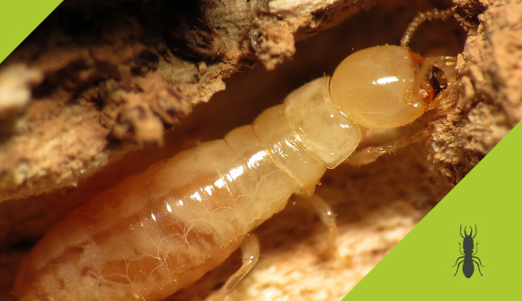 Diagnostic Termites : sauver ou préserver votre mobilier